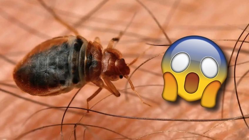 5 consejos para eliminar a las CHINCHES de la cama | Productos y recomendaciones