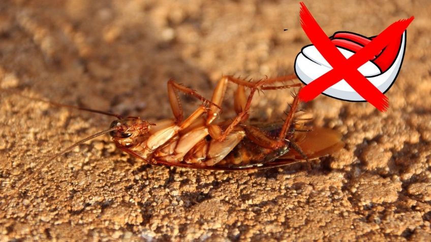 ChatGPT revela 5 razones por las que las CUCARACHAS no se deben pisar | AI