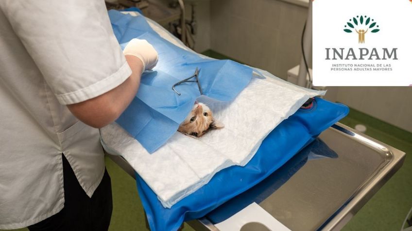 INAPAM da descuentos en VETERINARIOS con credencial vigente | Lista completa