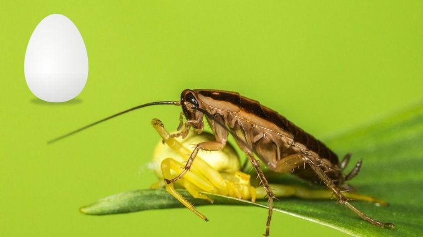 ¿Cucarachas en casa? ELIMINALAS con claras de huevo de manera sencilla | Paso a paso