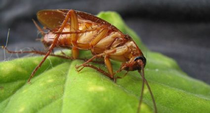 Elimina a las cucarachas de tu cocina fácil y sencillo con estos 4 INGREDIENTES