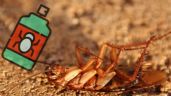 Así puedes ELIMINAR a las cucarachas de tu HOGAR sin insecticida