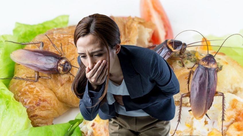 ¿Encontraste cucarachas en tu comida? Los CONSEJOS que debes seguir en esta situación