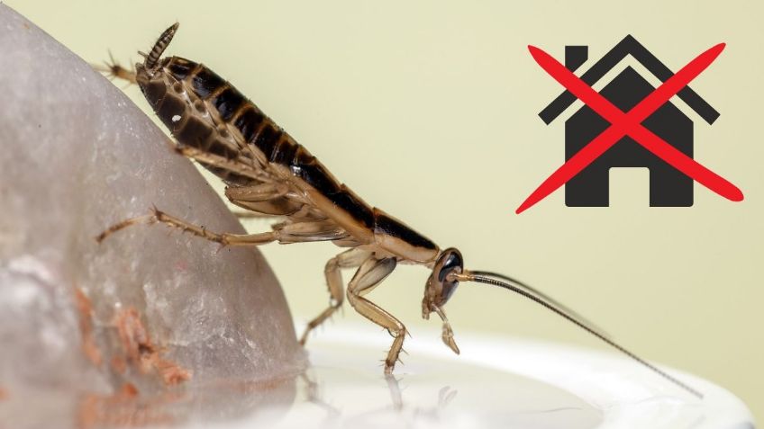 Los 5 TRUCOS más efectivos para evitar que las CUCARACHAS entren a tu hogar