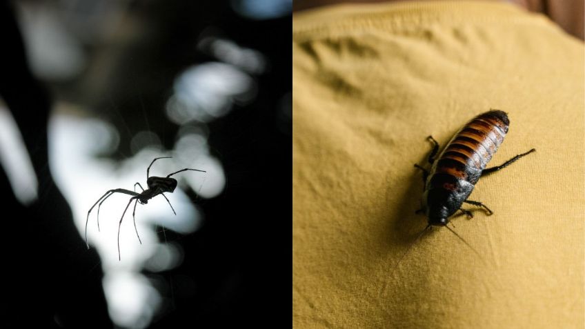 El repelente de solo 3 INGREDIENTES con el que eliminarás a cucarachas y arañas de tu hogar