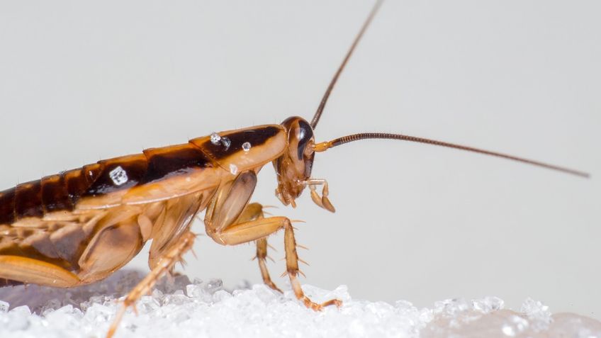 ¿Cucarachas en tu cocina? Estas son las 3 cosas que debes hacer para eliminarlas por completo
