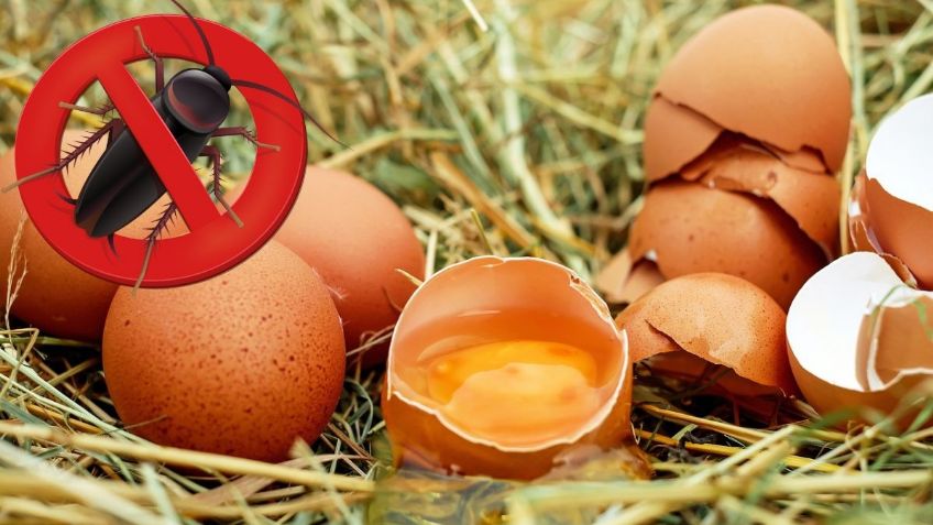 ¿Cómo usar la yema del huevo para ELIMINAR a las CUCARACHAS? | Inteligencia artificial