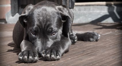 Remedio casero para eliminar el mal olor de la orina de tu perro en el patio