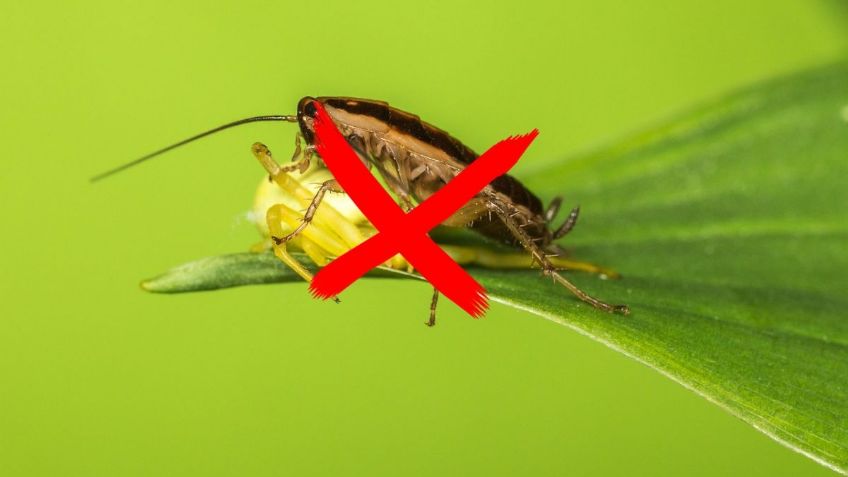 ChatGPT revela por qué aparecen CUCARACHAS blancas en casa | 3 métodos para ELIMINARLAS