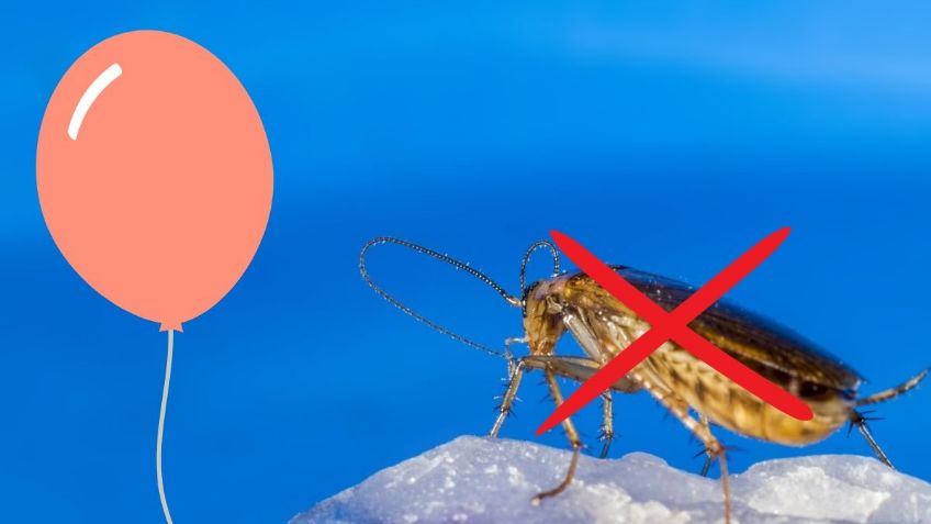 Evita que las CUCARACHAS entren a tu casa con solo un GLOBO | Método paso a paso