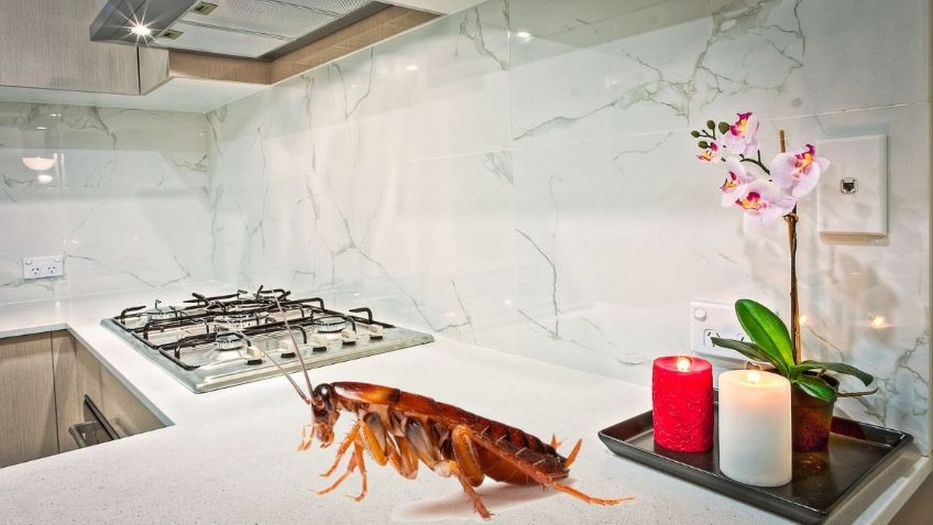 Los mejores 2 TRUCOS para eliminar el NIDO de cucarachas de tu estufa