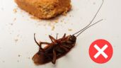 ¡Que no te mientan! Estos son los 5 remedios caseros que NO eliminan a las cucarachas de tu hogar