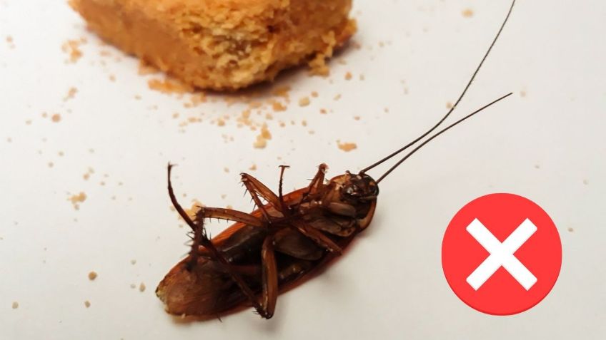 ¡Que no te mientan! Estos son los 5 remedios caseros que NO eliminan a las cucarachas de tu hogar