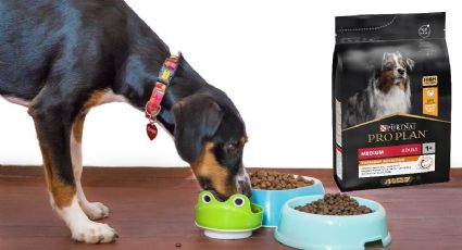 Pro Plan Purina: qué tan buena es la marca de croquetas para perro, según la Profeco