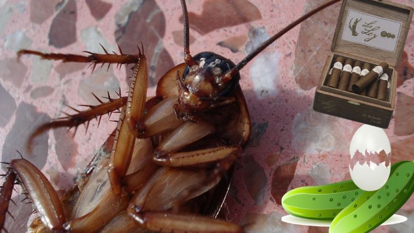 5 métodos poco convencionales para ELIMINAR a las CUCARACHAS | ChatGPT