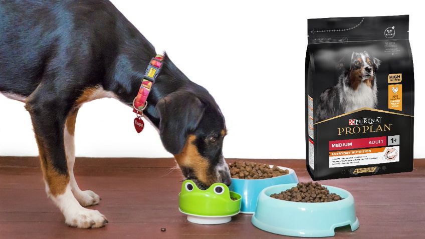 Pro Plan Purina: qué tan buena es la marca de croquetas para perro, según la Profeco