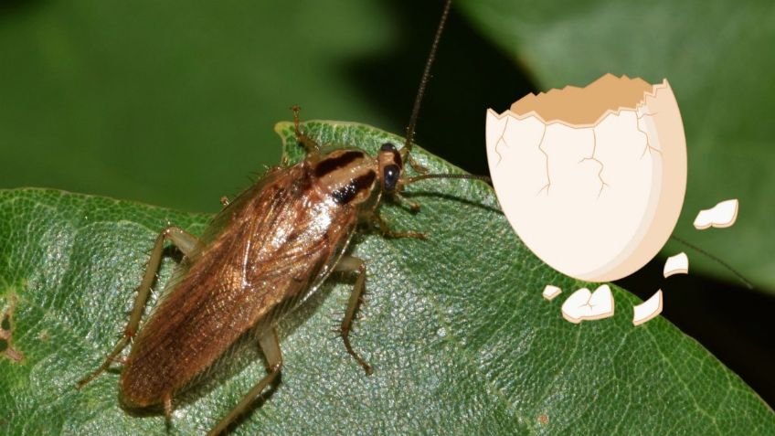 ¿Cómo usar la cáscara de HUEVO para acabar con las CUCARACHAS? | AI