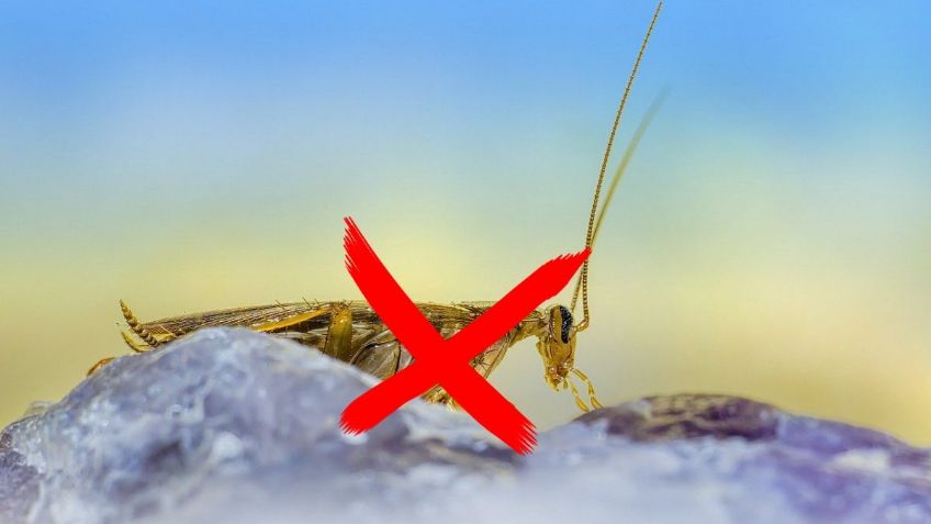 ¿Cómo evitar que las cucarachas suban a las paredes? | Tips y recomendaciones