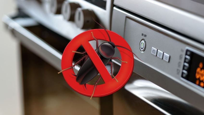 ¿Hay CUCARACHAS en casa? Método sencillo para DESINFECTAR las superficies contaminadas