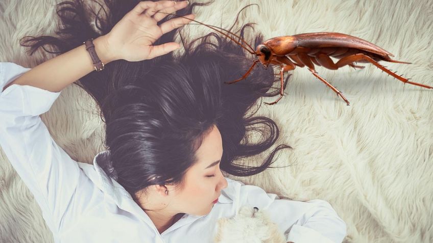 ¡Ten cuidado! ¿Cuál es el SIGNIFICADO de SOÑAR con cucarachas?