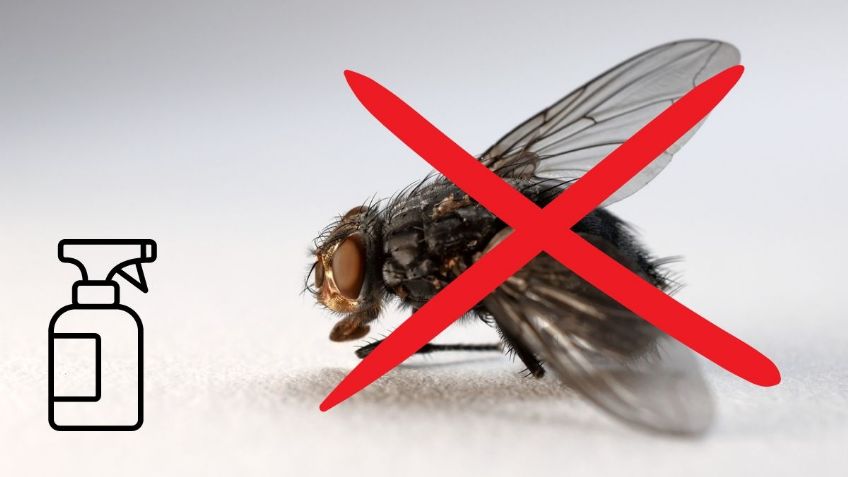¿Moscas en casa? Estos son los mejores 5 remedios caseros para eliminarlas para siempre