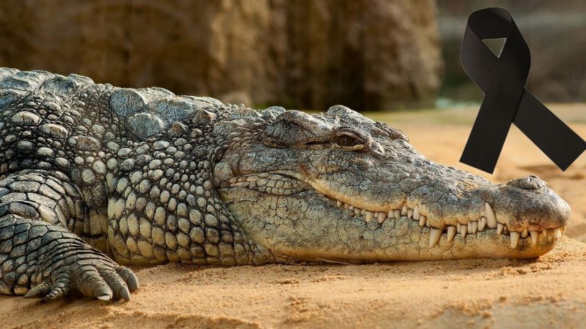 ¿Quién era el futbolista que falleció tras el ataque de un cocodrilo?
