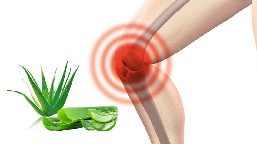 Esta es la planta milagrosa que ayuda a ELIMINAR el dolor de las rodillas