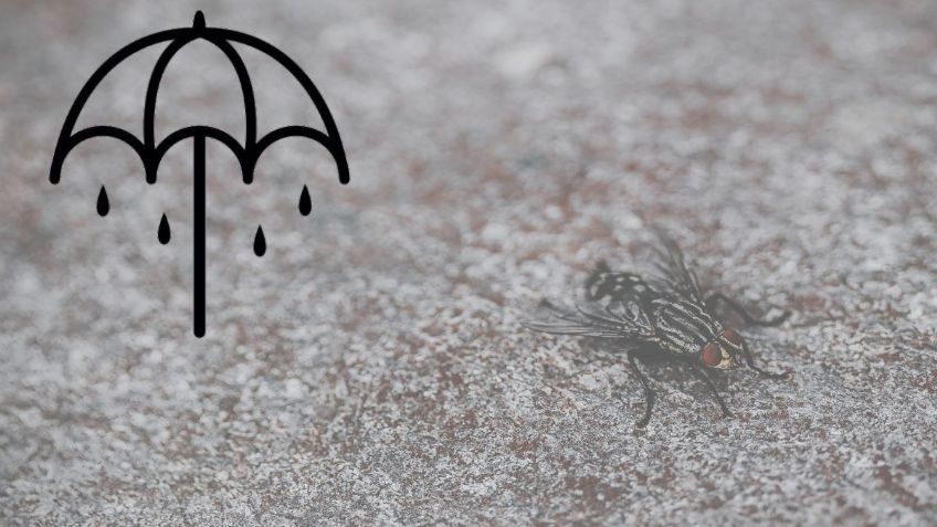 ¿Cuál es el significado espiritual de tener moscas en casa? Así puedes ELIMINARLAS para siempre