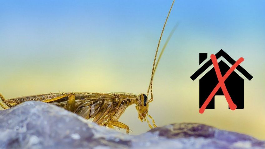 ¿Cuál es el OLOR que odian las CUCARACHAS? | Así puedes eliminarlas de tu hogar