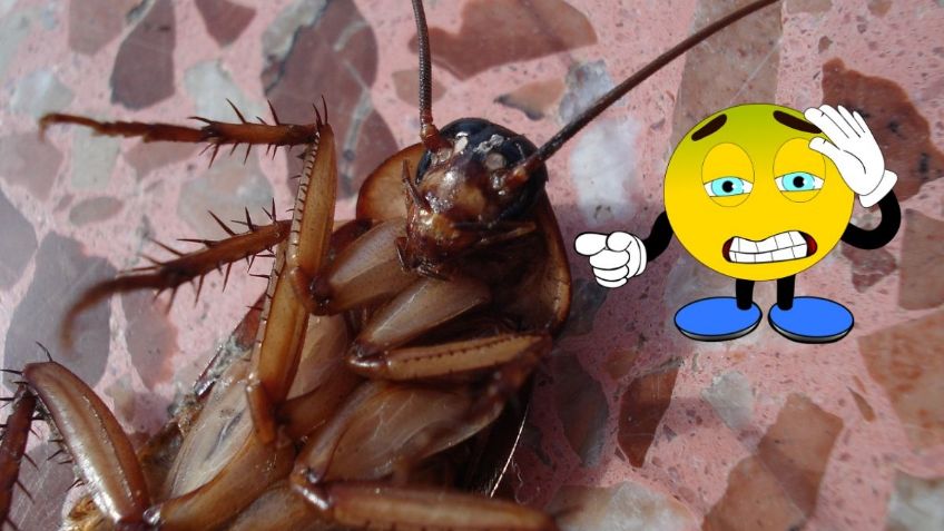 ¿Qué hacer si me comí una CUCARACHA por accidente? | Recomendaciones de ChatGPT