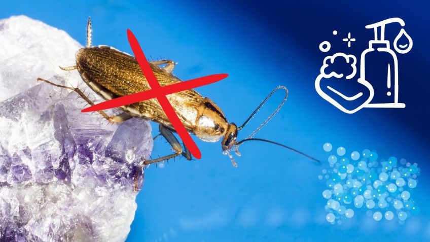 ¿Cucarachas en casa? Estos son los 4 JABONES más poderosos para eliminarlas