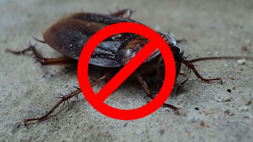 ¿Cómo identificar los huevos de CUCARACHAS? | Receta secreta para alejarlas de tu hogar