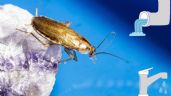 Así puedes eliminar a las CUCARACHAS de las tuberías del baño | Recomendaciones