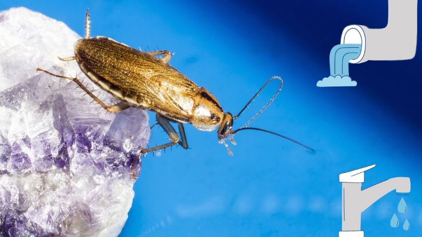 Así puedes eliminar a las CUCARACHAS de las tuberías del baño | Recomendaciones