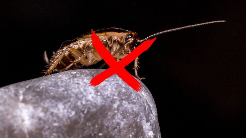 ChatGPT | 4 métodos BARATOS para ELIMINAR a las cucarachas, según la inteligencia artificial