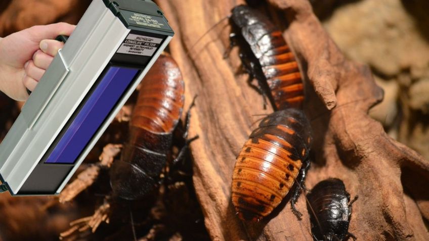 2 métodos poco conocidos para detectar nidos de CUCARACHAS ¿Cómo eliminarlas?