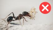 Este es el REMEDIO CASERO con el que podrás ELIMINAR a las HORMIGAS de tu casa