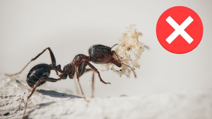 Este es el REMEDIO CASERO con el que podrás ELIMINAR a las HORMIGAS de tu casa