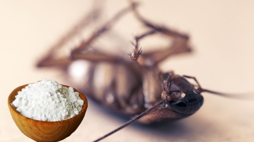 ¿Qué es el polvo de diatomeas y cómo usarlo para ELIMINAR a las cucarachas? | ChatGPT