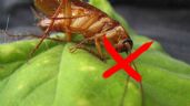 Conoce el sencillo ingrediente de cocina para ALEJAR a las CUCARACHAS de tu hogar