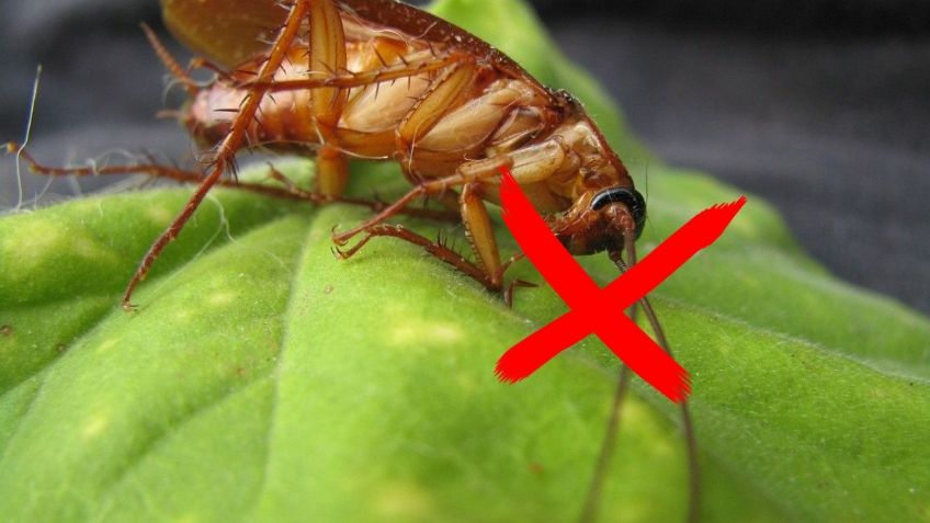 Conoce el sencillo ingrediente de cocina para ALEJAR a las CUCARACHAS de tu hogar