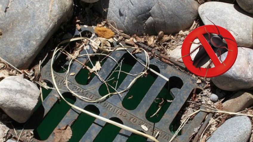 5 formas EFECTIVAS para ELIMINAR a las cucarachas de las coladeras | ChatGPT