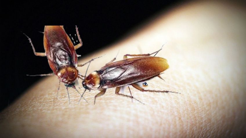 ¿Son peligrosas las mordeduras de CUCARACHAS? Pasos a seguir si te sucedió | ChatGPT