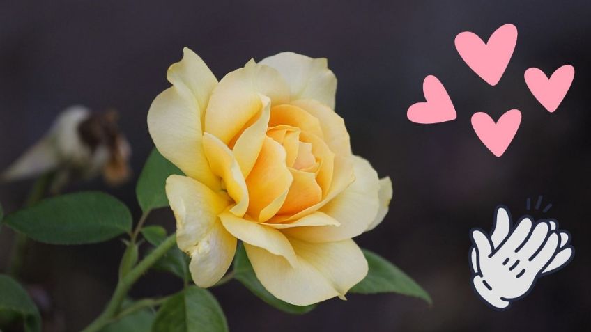 Flores amarillas: ¿Cuál es su significado y por qué se entregan el 21 de septiembre?