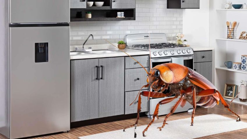 ¿Cómo saber si hay CUCARACHAS en mi ESTUFA? Métodos para eliminarlas