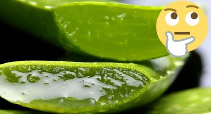 Conoce la RECETA sencilla con Aloe Vera para evitar la CAÍDA de cabello