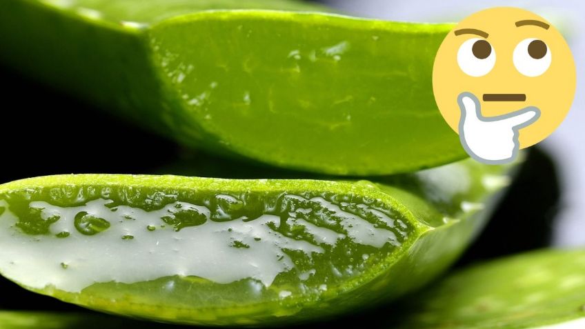 Conoce la RECETA sencilla con Aloe Vera para evitar la CAÍDA de cabello