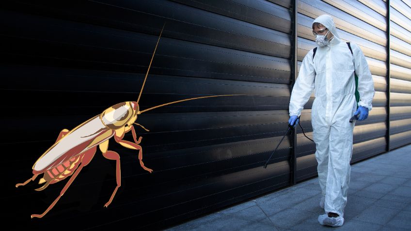 ¿Cómo sellar grietas y agujeros en casa para evitar a las CUCARACHAS?