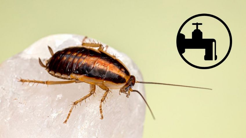 Inteligencia artificial de Google revela 5 formas de eliminar CUCARACHAS de las tuberías