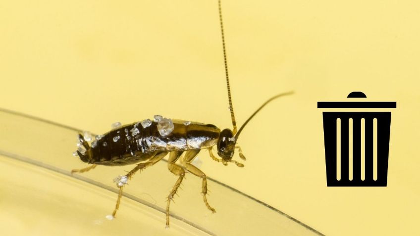 ¿Cómo evitar que las CUCARACHAS se escondan en tu bote de basura?